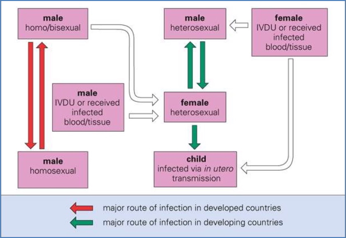 Transmission of human immunodeficiency virus is Surprisingly Difficult