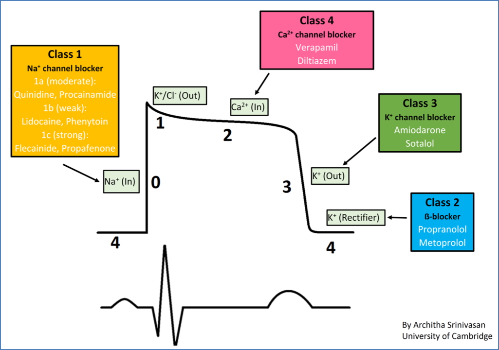 4 Classes of antiarrhythmic drugs