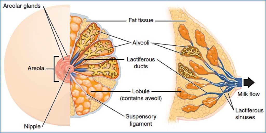 Overview of The Breast2