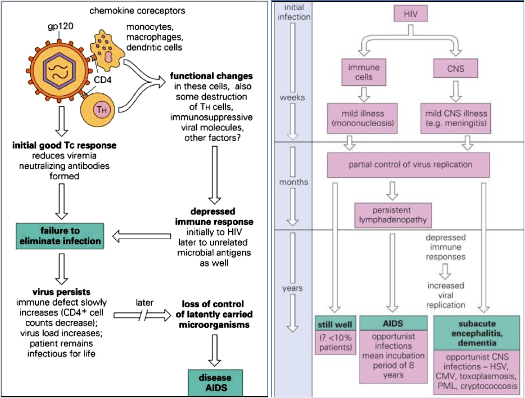 Pathogenesis-of-AIDS