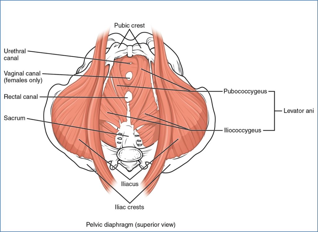 female reproductive anatomy: Pelvic Diaphragm