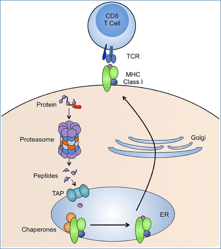 Peptide Presentation by MHC-I
