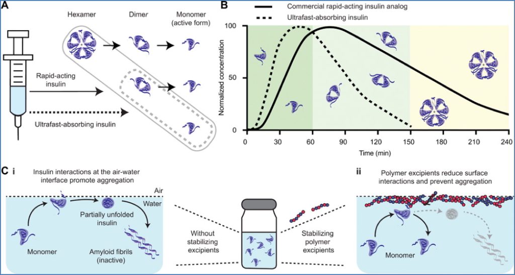 Pharmacokinetics of Different Insulin Preparations
