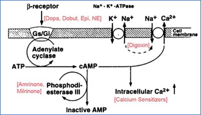 Phosphodiesterase Inhibitors