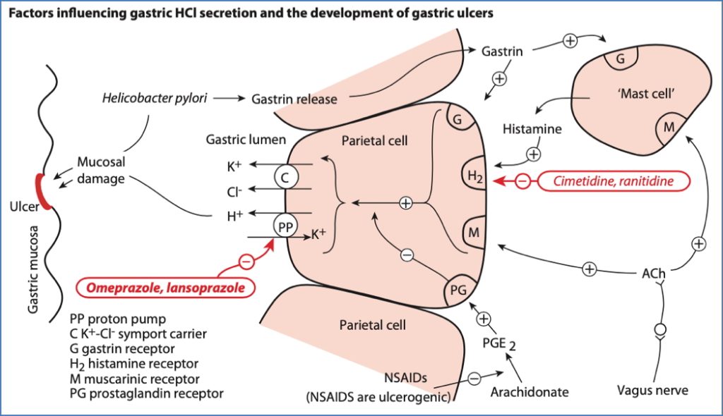 Antacid drugs: Proton Pump Inhibitors