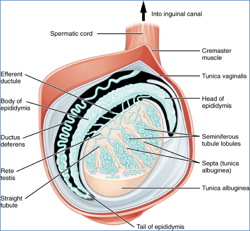 male reproductive anatomy: Testicles & Scrotum