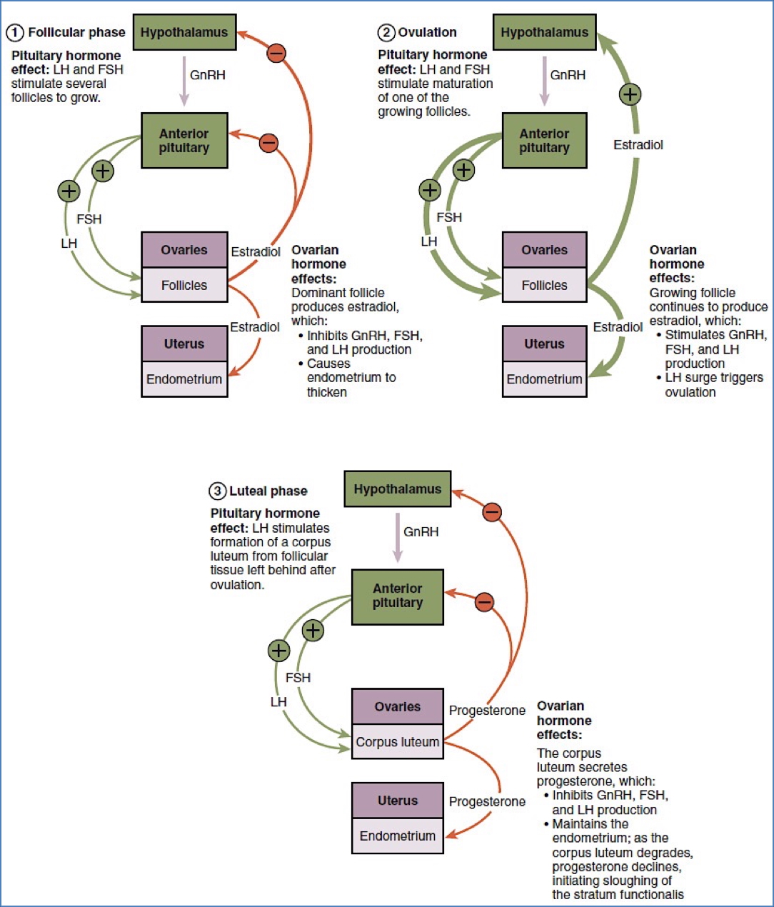 The Female Reproductive Cycle