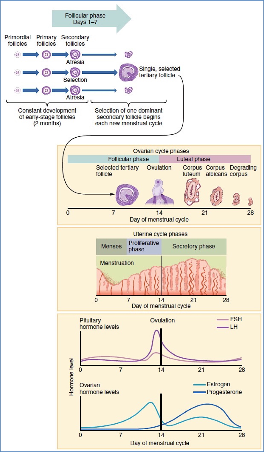 The Female Reproductive Cycle