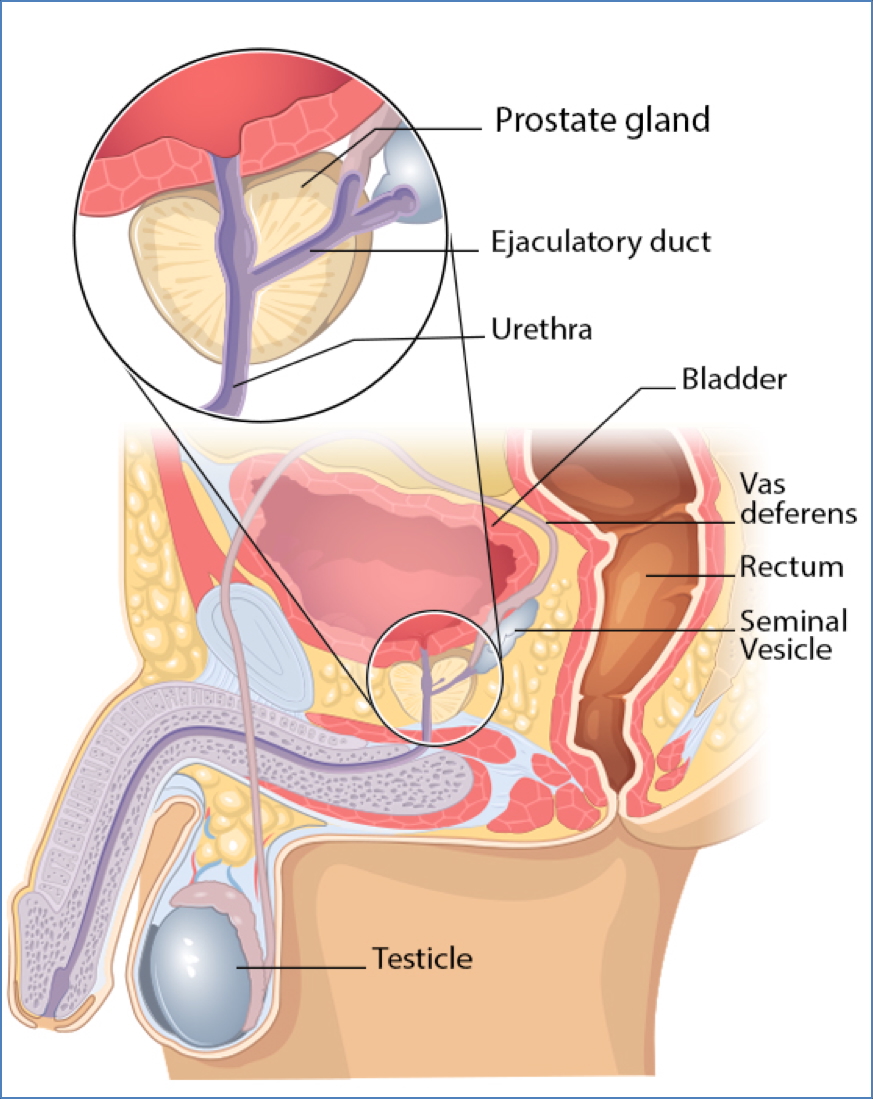 male reproductive anatomy: The Prostate Gland