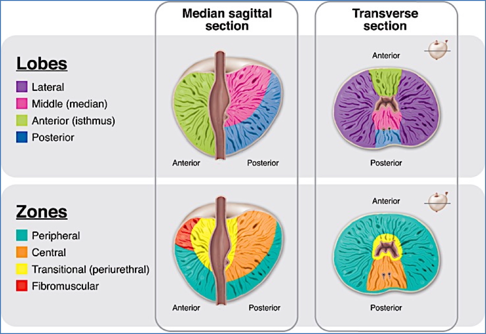 The Prostate Gland