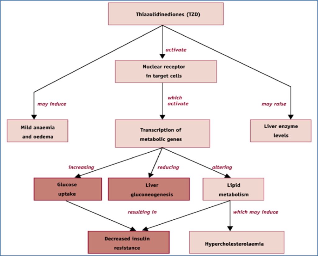 oral hypoglycaemics: Thiazolidinediones