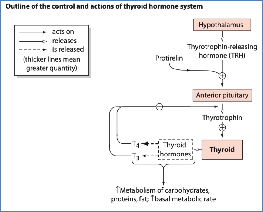 Thyroid Hormone Analogues