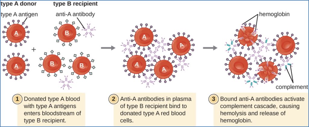 Type-II Hypersensitivity