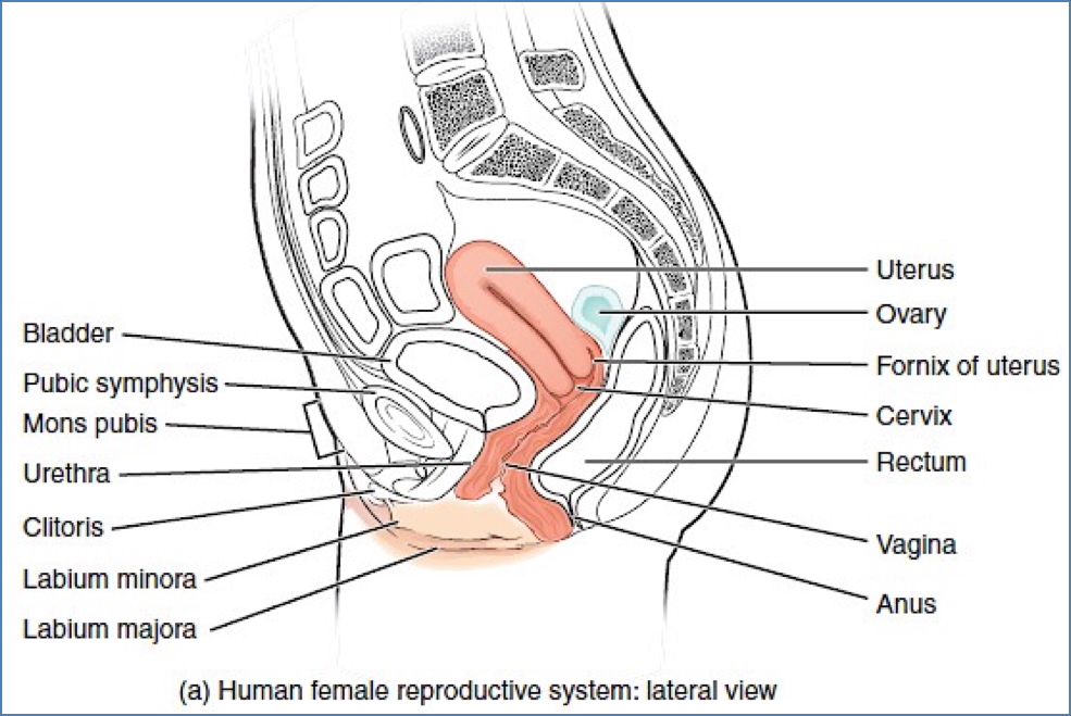 female reproductive anatomy: Uterus