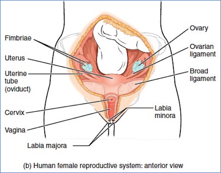 Uterus & Vagina