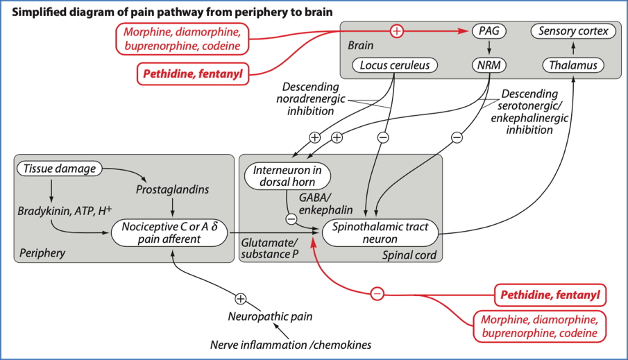 Nervous system drug targets: Pain-Gate Mechanism