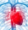 Cardiovascular 100x100 Cardiovascular System