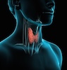 Endocrine 100x100 Endocrine