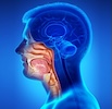Head & neck 100x100 Head & neck