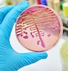 Microbio & Public Health 100x100 Microbio & Public Health