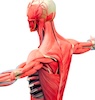 Musculoskeletal 100x100 Musculoskeletal System