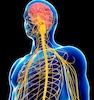 Nervous System 100x100 Nervous System