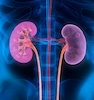Renal System Renal System